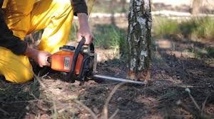 How Our Tree Care Process Works  in  Shorewood Tower Hills Harbert, MI