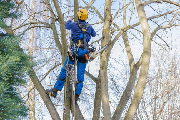 Lawn Renovation and Restoration in Shorewood Tower Hills Harbert, MI