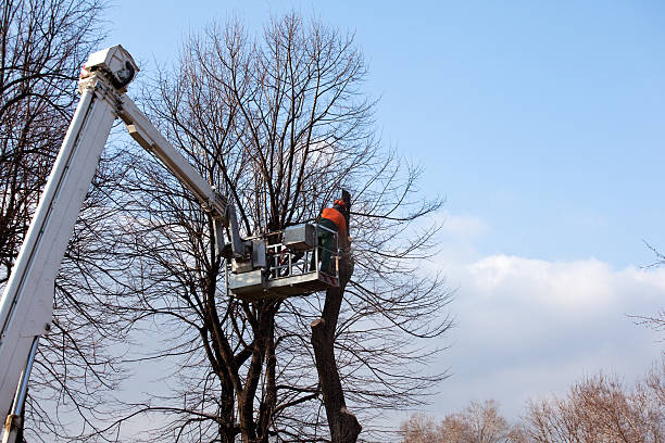 Professional Tree Removal Services in Shorewood Tower Hills Harbert, MI